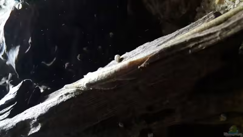 Farlowella sp. von Fichte (49)