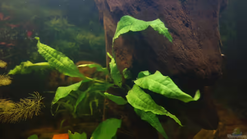 Farn auf Wurzel. von Ba Bu (7)