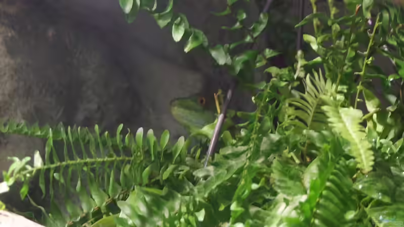 Farn in einer Ampel und Lucy wie immer mitten drin von Betta Chris (10)