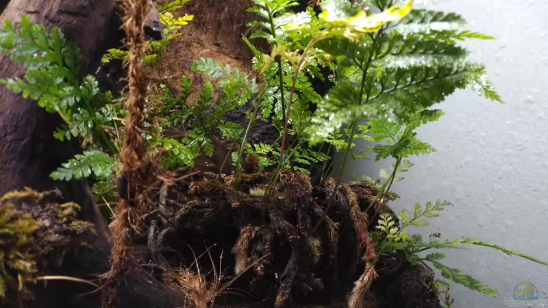 Farn von aquariumwelt (6)