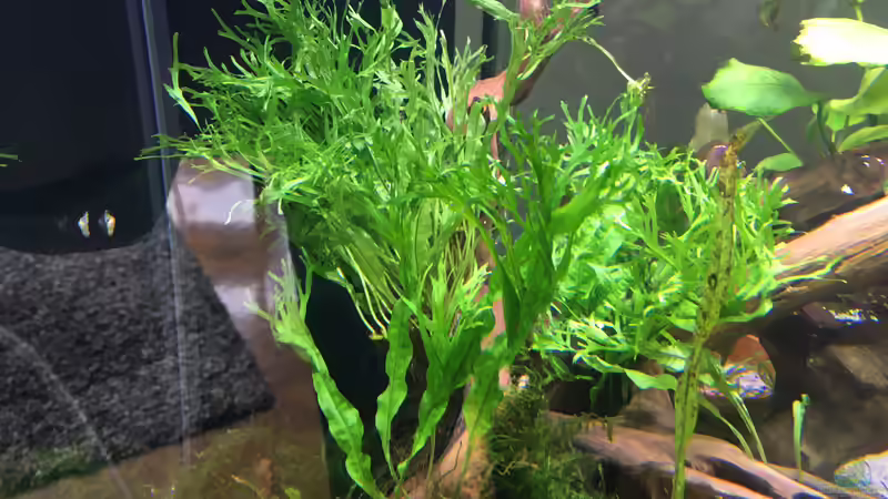 Farn? von Ottche (28)