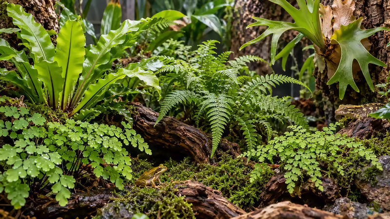 Farne: Diese Arten sind für das Terrarium geeignet