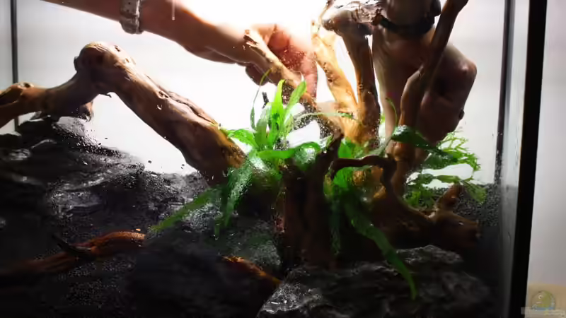 Farne auf die Wurzeln aufbinden von Jaime (6)