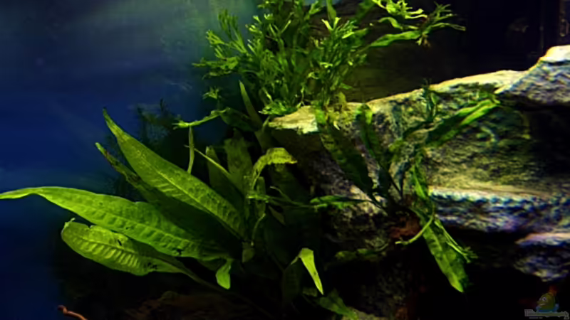 Farne von snooze (16)