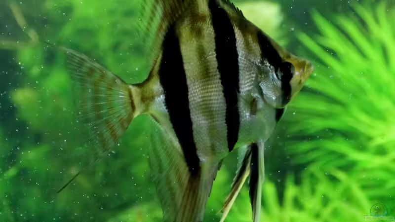 Fast 14 Wochen alt von @mazonas (19)