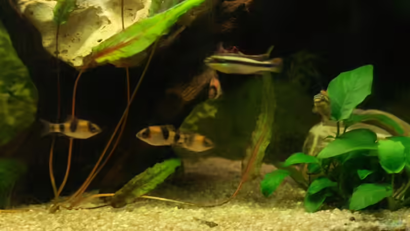 fast alle auf einem Haufen von Sunnyboy_72 (24)