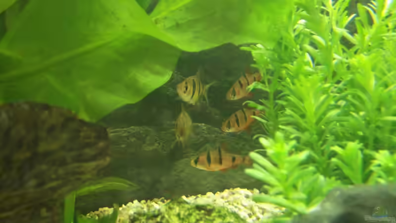 fast alle auf einen Streich von adina2503 (10)