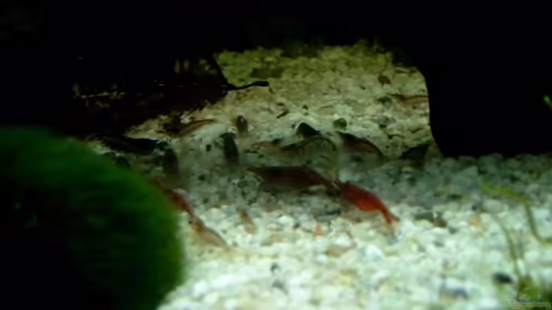 fast alle Garnelies auf einem Haufen :) von Diana Wolff (8)