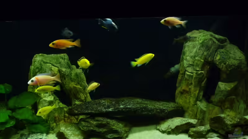 (fast) alle zusammen von malawimimi (14)