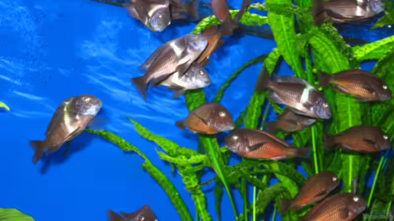 fast die ganze Bande von Gordon Gewiese (12)