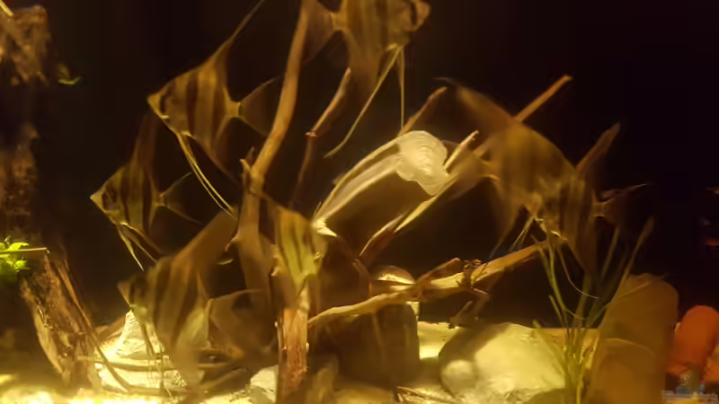 Fast die ganze Truppe .. von Kevin Fruhen (13)