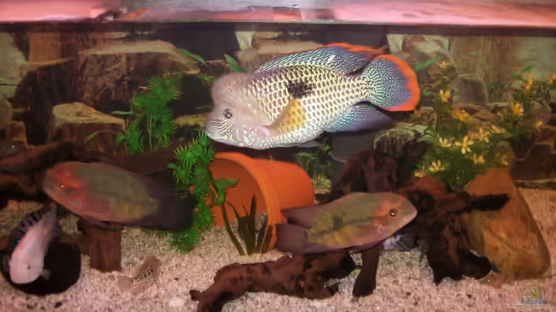 fast ein Gruppenbild von fischmutti (24)