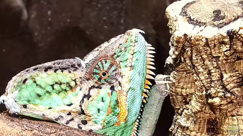 Fast erwachsen und so schön bunt! von Cichliden-Kabuff (33)