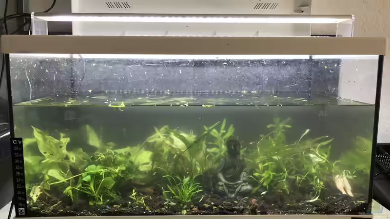 Fast fertig .... noch ein bisschen Moos zum Budda und dann wachsen lassen  von Günnis Medaka Refugium (6)