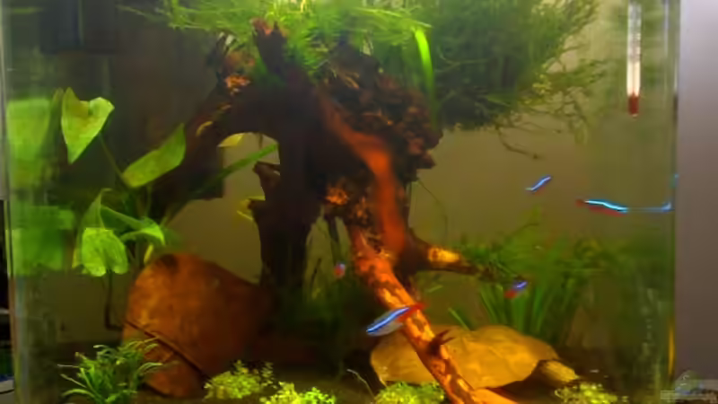 fast fertig 08.04.09 von gomtuu (4)