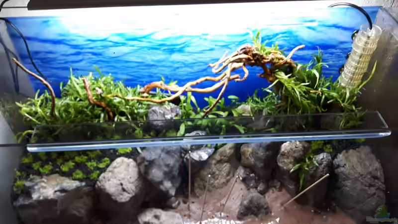 fast fertige Bepflanzung von Der Nicky (58)