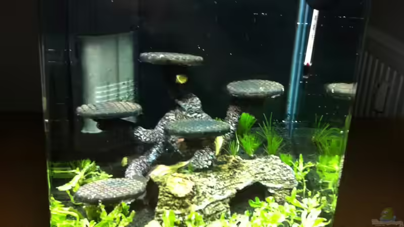 Fast fertiges Becken Tag 1 von RoZan (6)