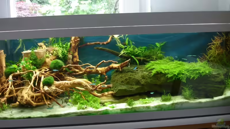 fast Gesamtansicht 17.06.2014 - 7 Wochen Laufzeit, keine Algen  von Grünhexe (119)