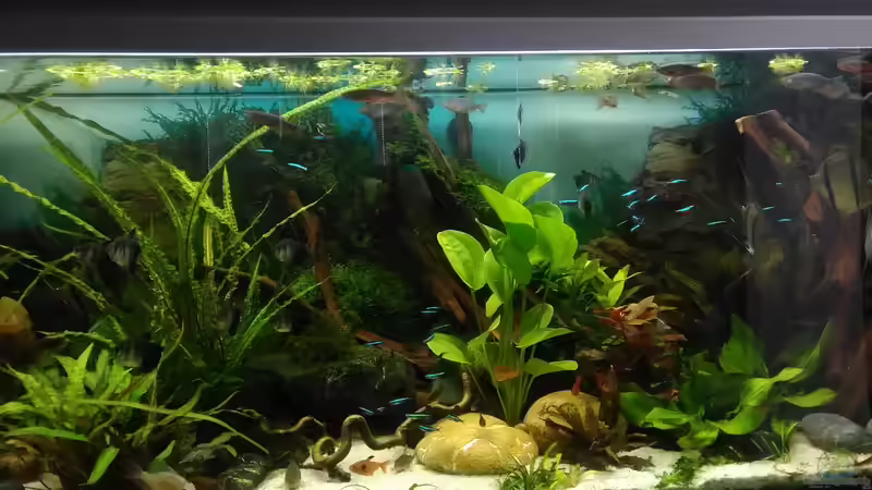 fast Gesamtansicht Juli 2017 von Grünhexe (66)