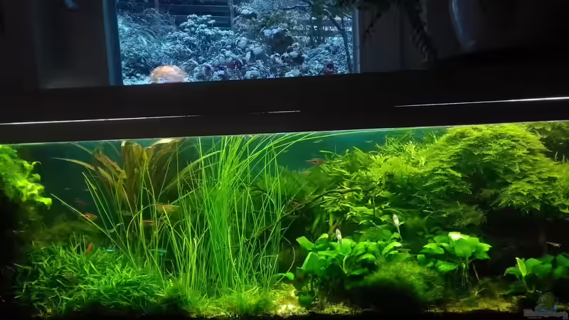 fast gesamte Ansich im Dez. 2017 von Grünhexe (20)