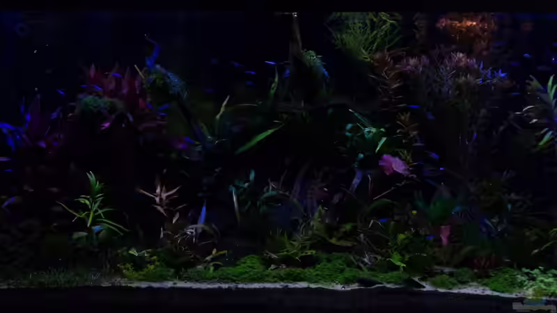 (fast) Mondlicht  von Betta Chris (107)