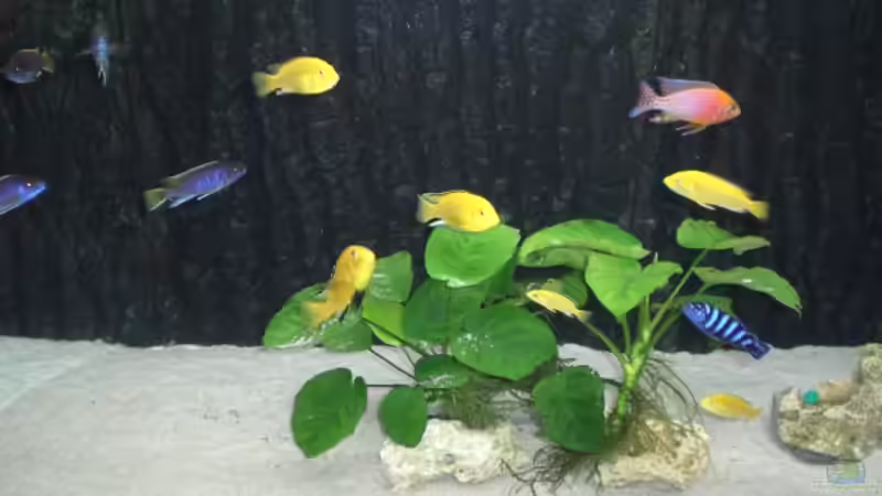 fast ohne Steine nach der Reinigung von Mirco N. (6)