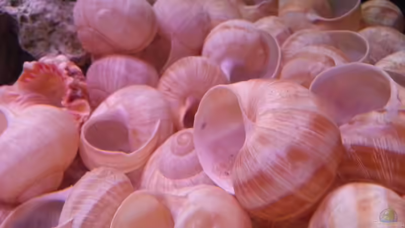 fast schon ein Schneckenfriedhof von Daniel Kastner (19)