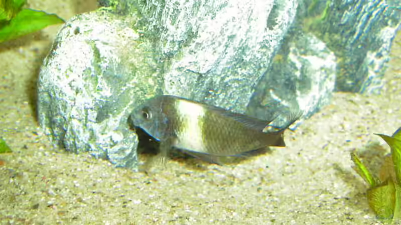 Fast schon erwachsen von Alexander Uschkoreit (19)