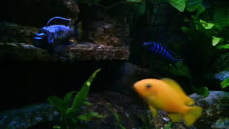 fast schon fertig umgefärbt von LaEy (56)