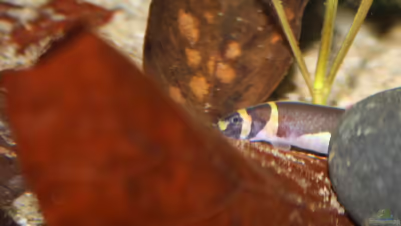 Faszination Dornaugen von Florian Bandhauer (50)