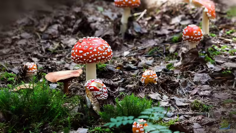 Faszination Fliegenpilz: Mythos, Schönheit und Gift