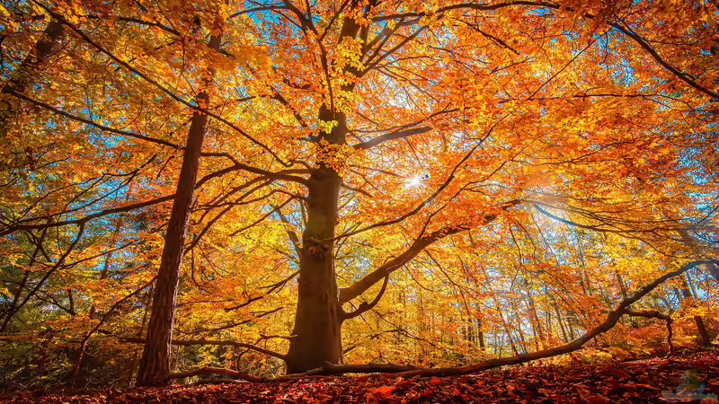 Faszination Herbstfärbung: Das bunte Schauspiel der Natur