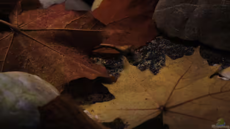 Faszination Laub im Aquarium von Florian Bandhauer (36)