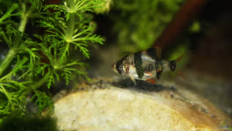 Faszination Sumatra Barbe von Florian Bandhauer (47)