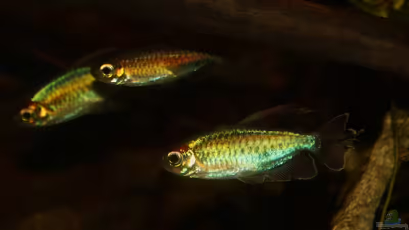 Faszination Westafrika mit blauen Kongosalmlern von Florian Bandhauer (69)