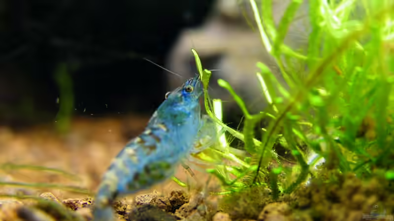 Faszinierende Blue Pearl