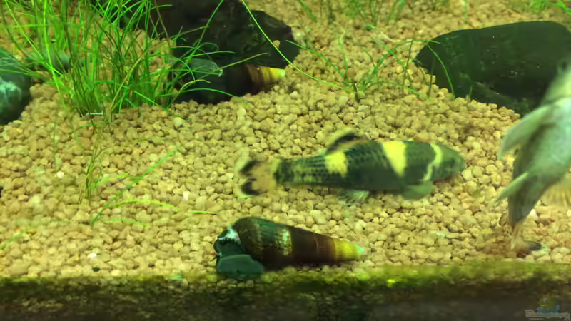 Aquarien mit Garra-Arten