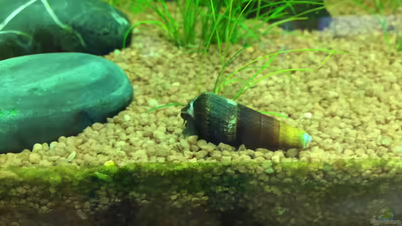 Faunus sp. von Clemens (2)