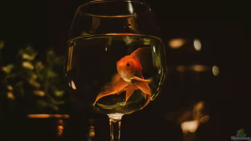 Faustformeln: Deshalb solltest du niemals deinen Besatz damit planen