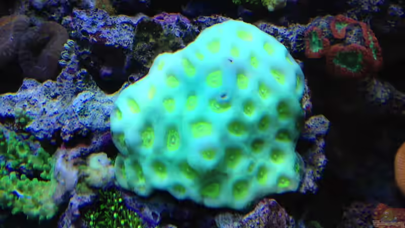 Favia giftgrün von Andreas Stiller (69)