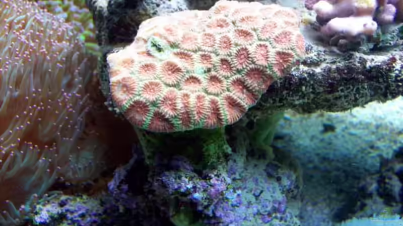 Favia von Lars Leonhardt (21)