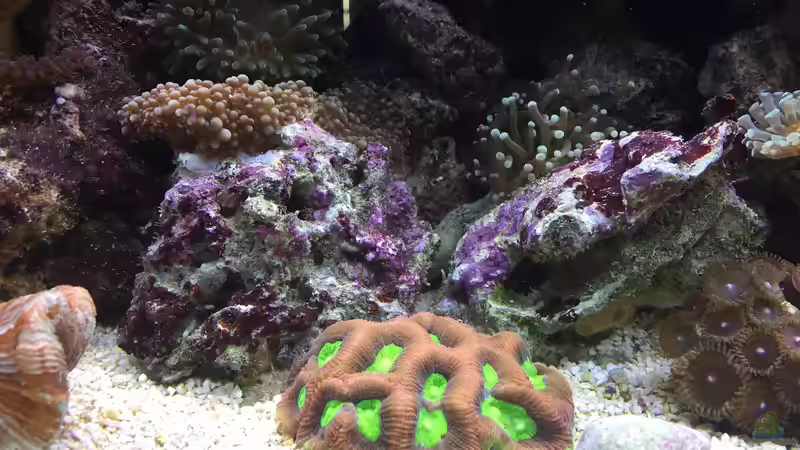 Favites Koralle mit einer Euphyllia glabrescens  von Embasch (10)