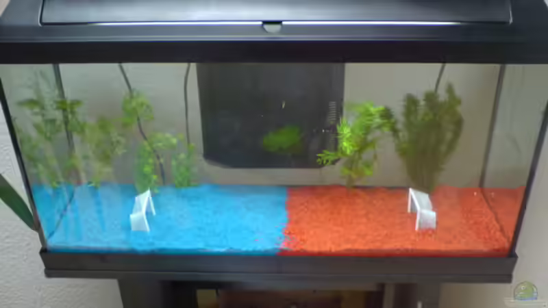 FC-BASEL BECKEN von Thomas Utiger (2)