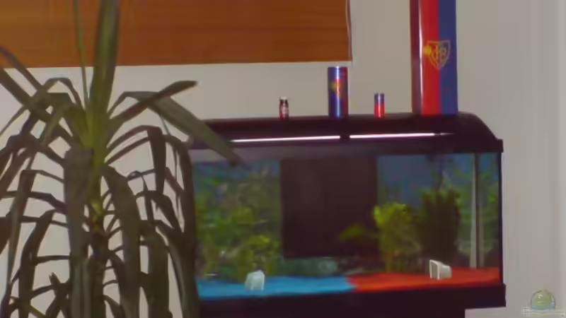 FCBASEL AQUARIUM von Thomas Utiger (1)