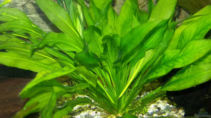 Feb. 2012 von Silke (10)