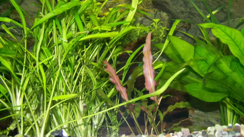 Feb. 2012 von Silke (11)