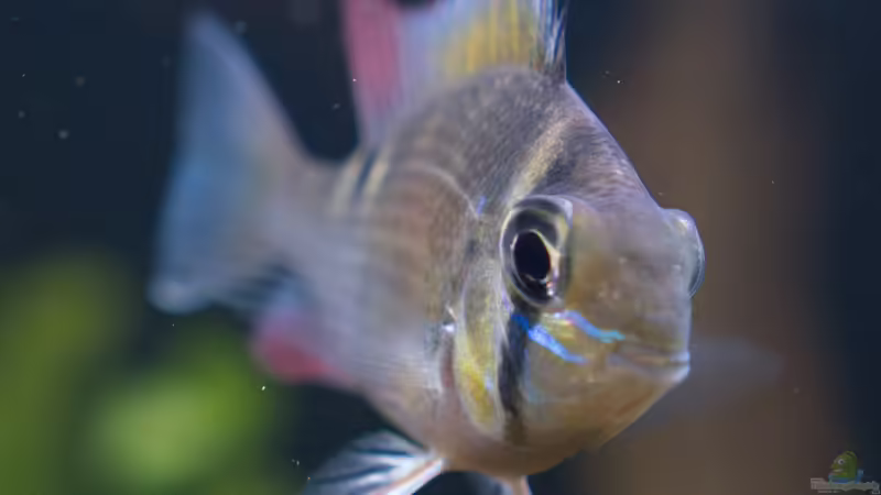 Feb 21 - Biotodoma Cupido Wildfänge aus dem Rio Nanay bekommen langsam Farbe von ravaka (34)