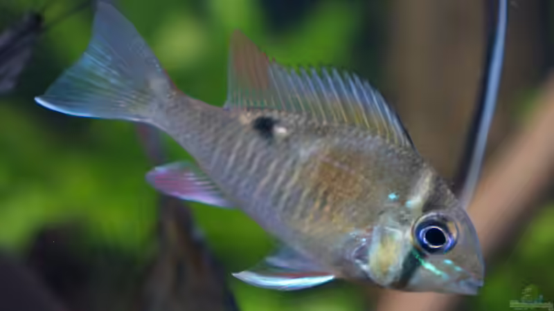 Feb 21 - Biotodoma Cupido Wildfänge aus dem Rio Nanay bekommen langsam Farbe von ravaka (36)