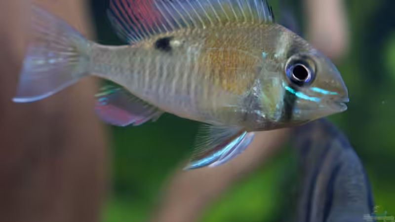 Aquarien mit Biotodoma cupido (Schwanzstreifenbuntbarsch)