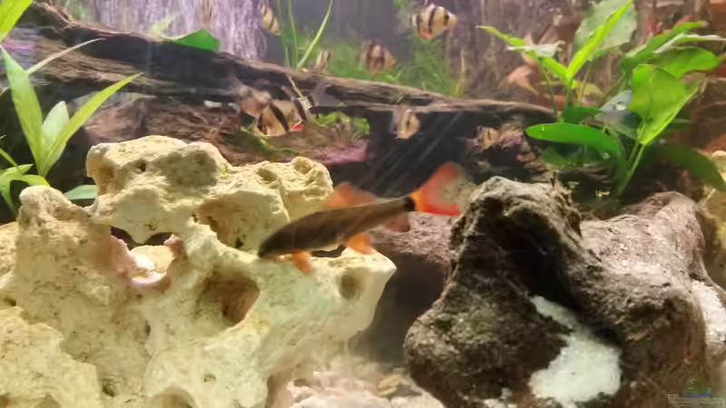 Februar  von SvenDerGroße (6)